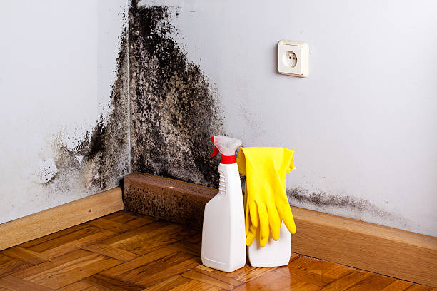 Why You Should Choose Our Mold Remediation Services in West Monroe, MI